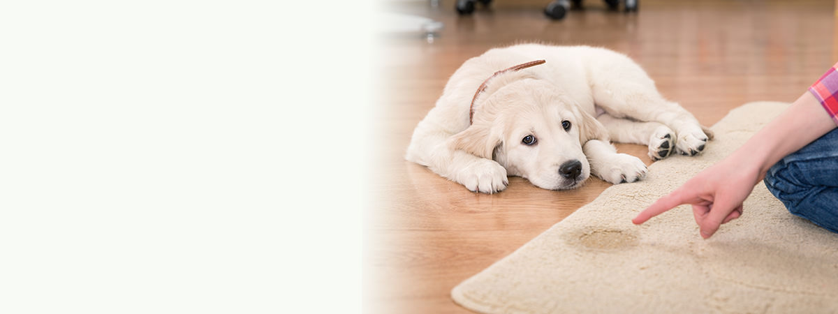 animal stains carpet, upholstery and drapes claening 