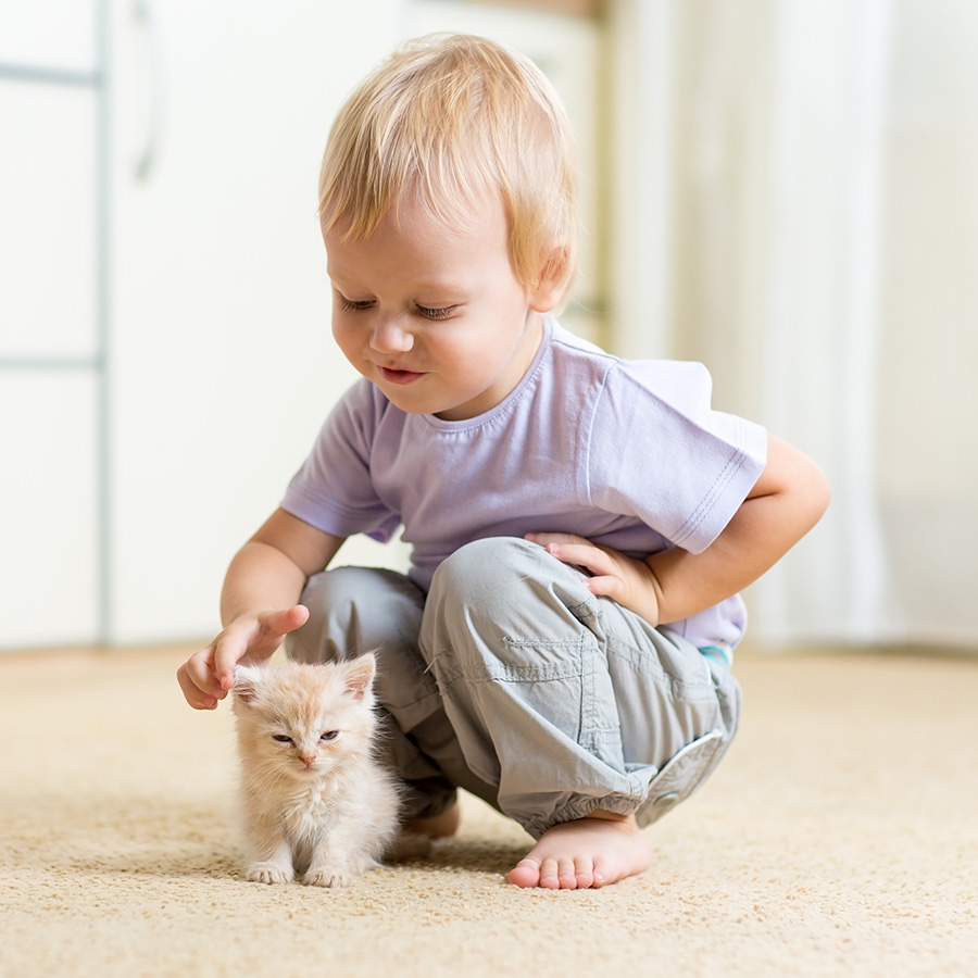 Carpet & Rug Cleaning 